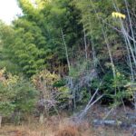 地番しか分からず場所が特定できない山林化した畑の現地の様子（倒木や雑草で目印が少ない状態）
