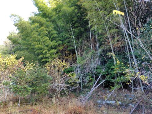 地番しか分からず場所が特定できない山林化した畑の現地の様子（倒木や雑草で目印が少ない状態）