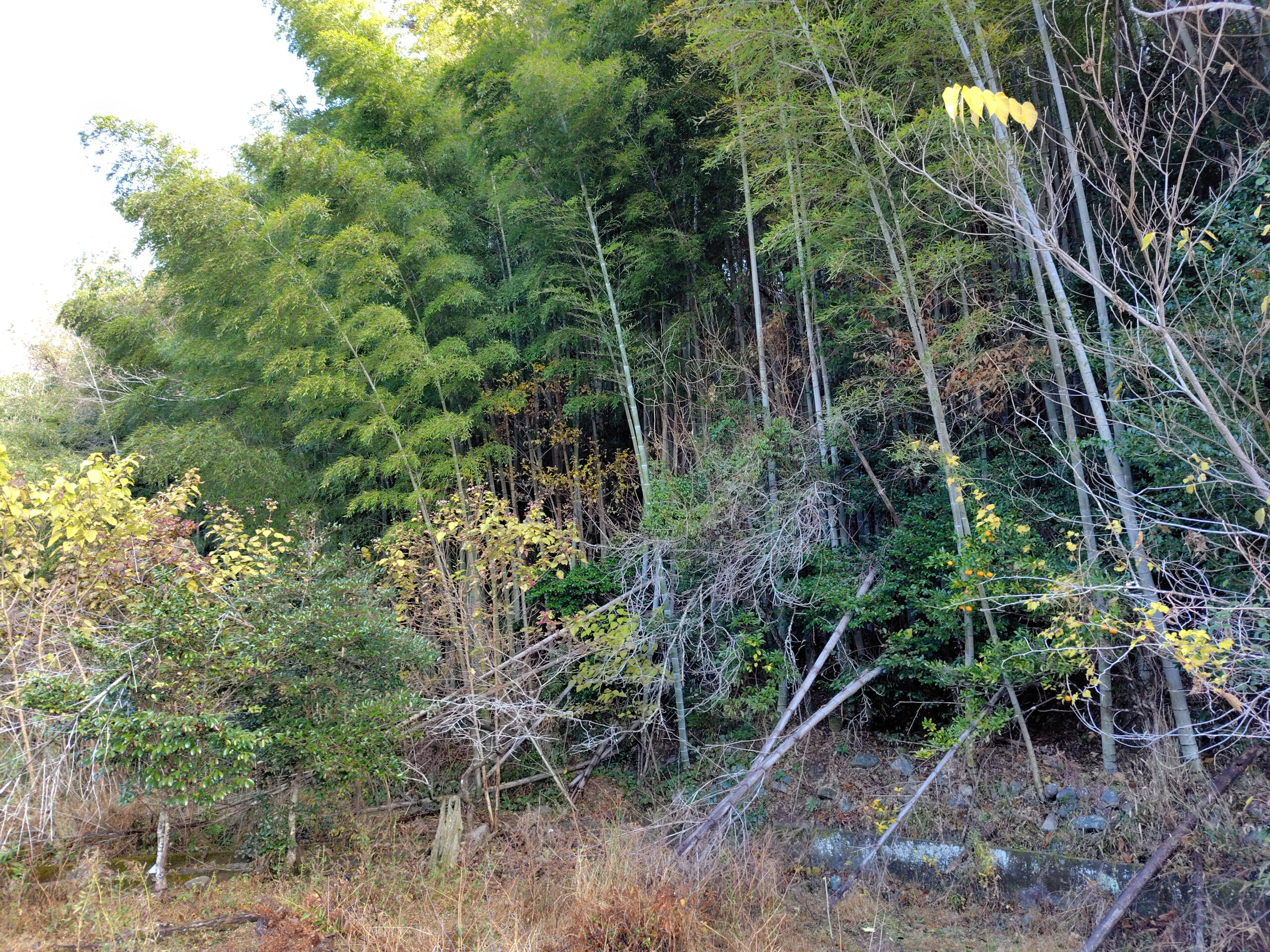 地番しか分からず場所が特定できない山林化した畑の現地の様子（倒木や雑草で目印が少ない状態）