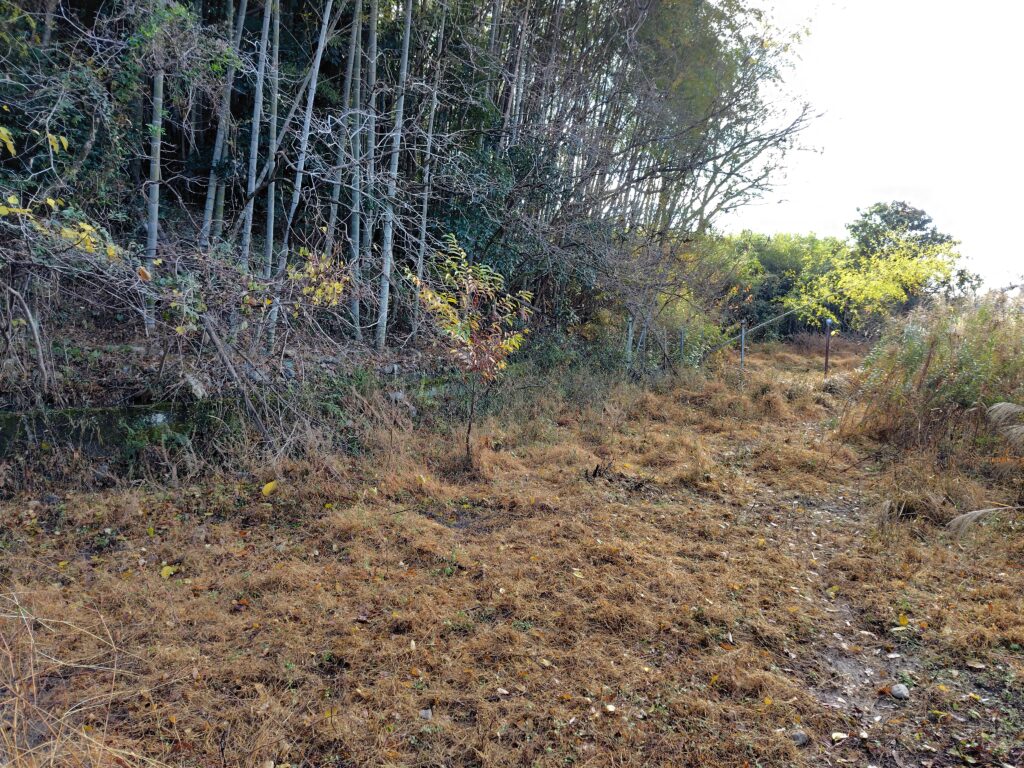 耕作放棄され山林化した農地の現況