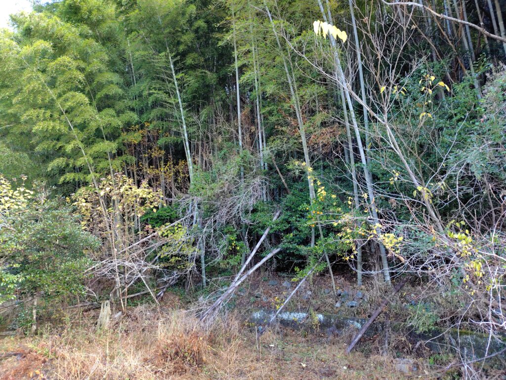 竹林化して農地として管理されていない土地の例