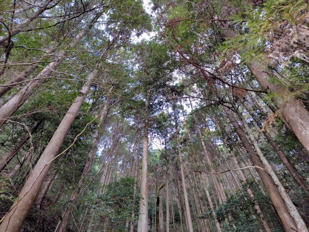 相続したが場所の分からない山林