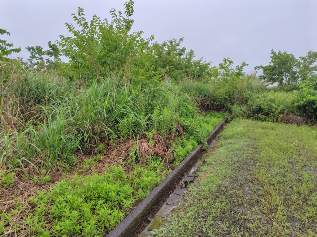 雑草及び樹木が繁茂している土地の現況写真