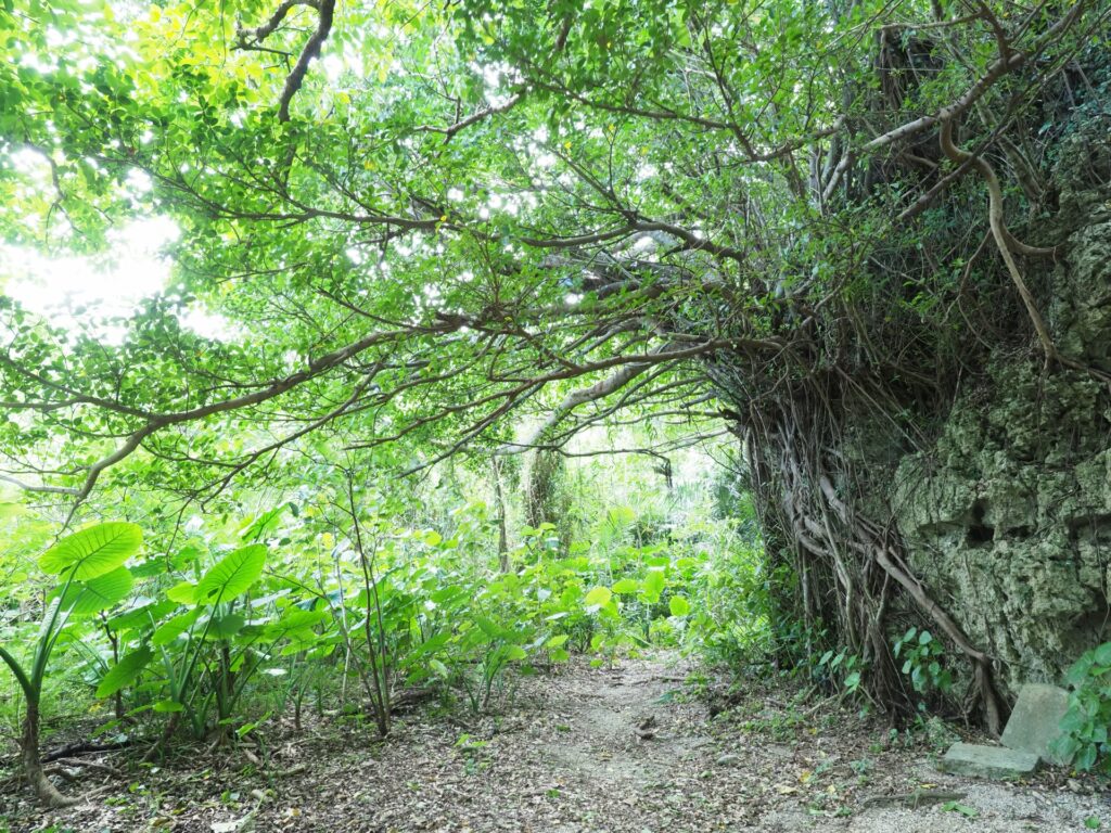 原野商法で取得した土地を相続し場所が分からない山林のイメージ