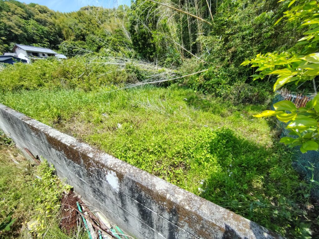 放置された土地で竹が倒伏している危険な状況