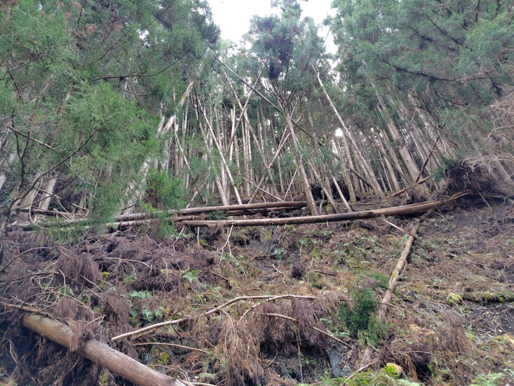 管理されていない山林で倒木被害が発生している様子