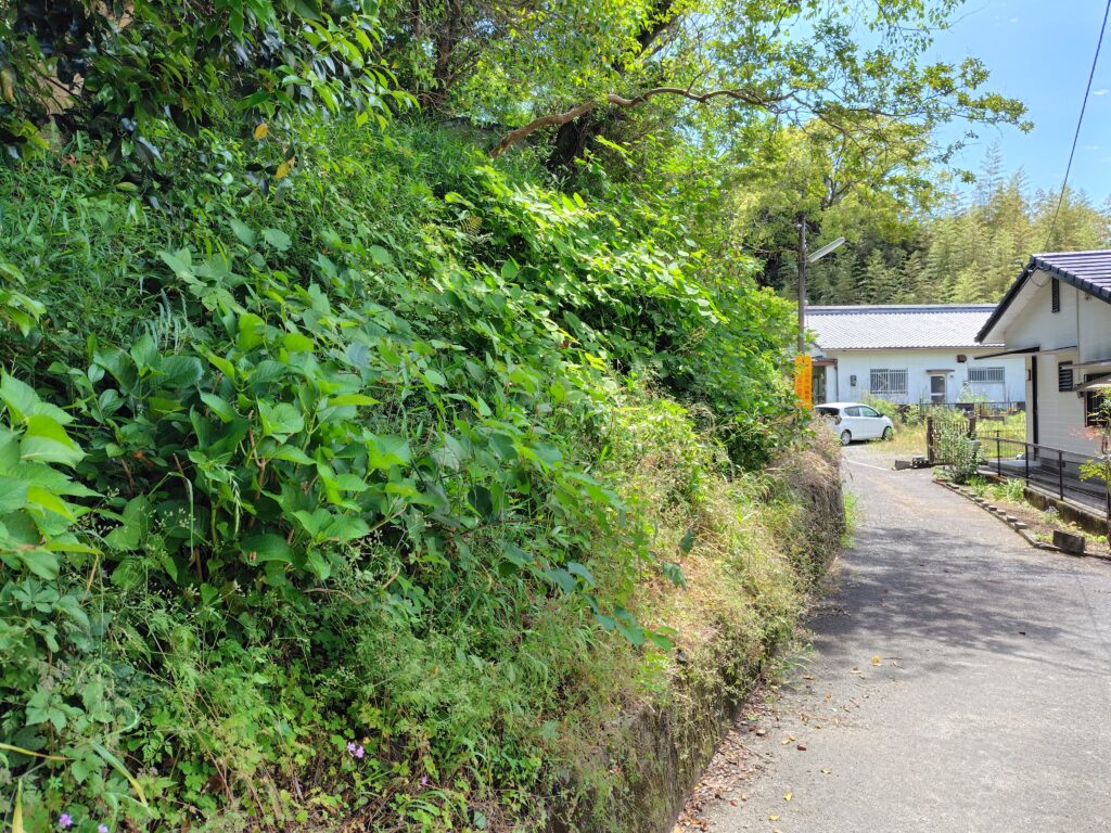 民家近くで雑草や樹木が繁茂している放置土地