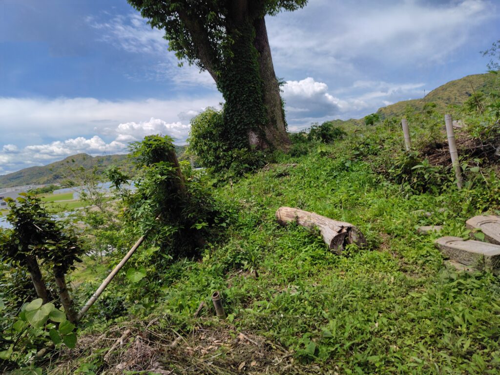 場所不明の山林を探す画像